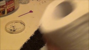 ЛУК ПОРЕЙ. Посев семян на рассаду в УЛИТКУ (РУЛОН). До и после всходов