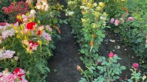 Каната/ Голден Морти / Амандин Шанель - обзор сортов роз