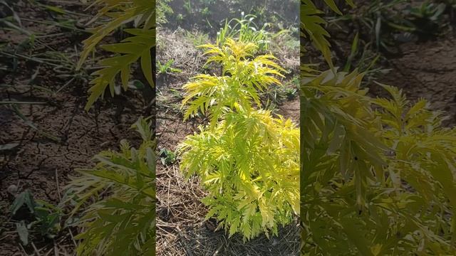 Бузина Плюмоза Аурея смотреть онлайн