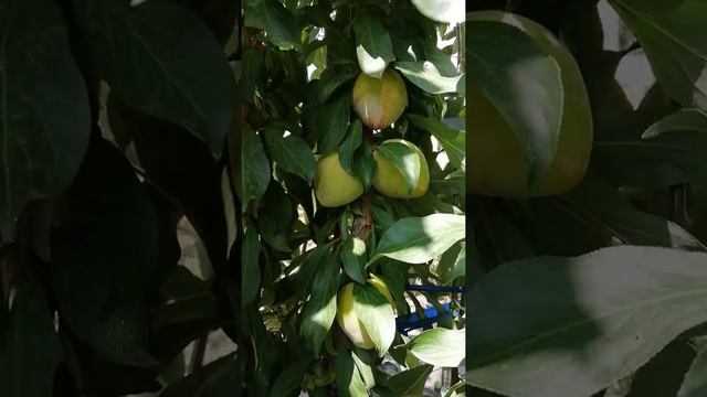 Колоновидная слива. Плоды колоновидной сливы. смотреть онлайн