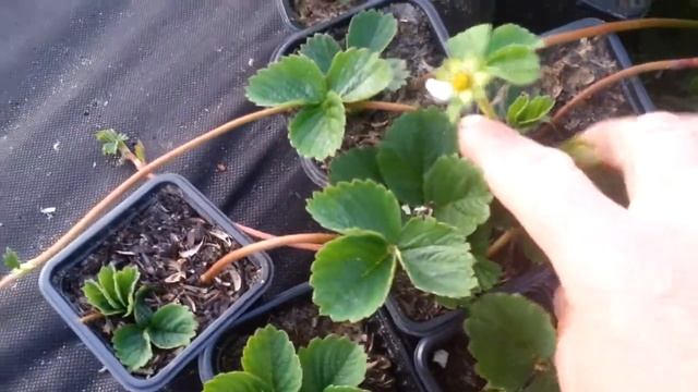 укоренение усов клубники смотреть онлайн