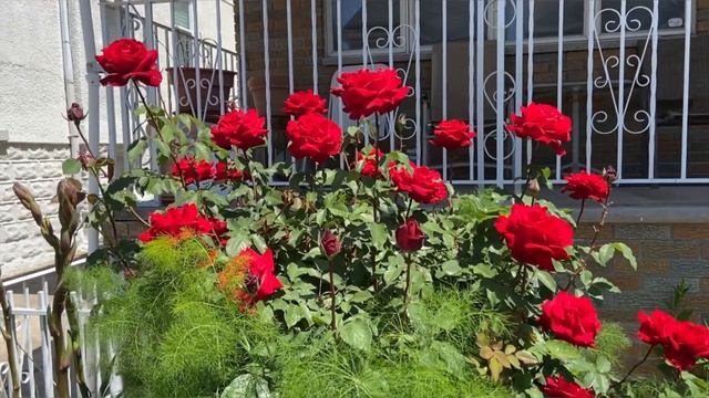 РОЗЫ НА УЛИЦАХ ГОРОДА. БРУКЛИН. НЬЮ ЙОРК. США. ROSES IN THE CITY. BROOKLYN. NEW YORK. USA. смотреть онлайн