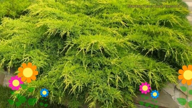 Можжевельник средний Пфитцериана ауреа. Краткий обзор juniperus pfitzeriana Pfizeriana Aurea смотреть онлайн