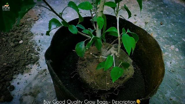 How to Grow Hibiscus Plant Fast? (6-STEPS) смотреть онлайн