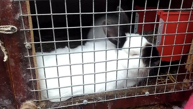 Кролики.Содержание.С какой породы кроликов лучше начинать новичкам. смотреть онлайн