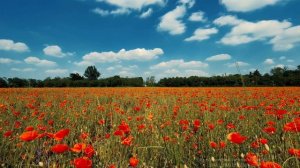 Пение полевого жаворонка поможет забыть о проблемах и начать снова радоваться жизни/Sounds of natur