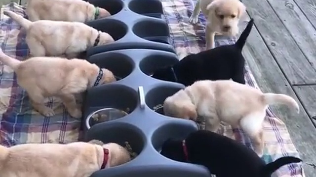 Голодные щенки смотреть онлайн