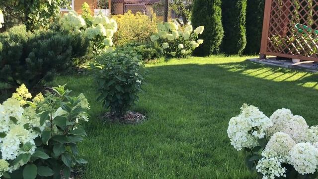 Гортензии в саду. Метельчатая гортензия. Лайм лайт, Ванила фрайз, Полар бир (белый медведь), Бобо смотреть онлайн