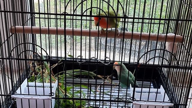 неразлучники едят траву