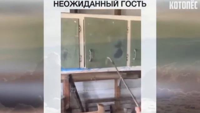 Смешные и весёлые животные. Добрые и злые, но свои, родные и жалкие, любимые.... смотреть онлайн