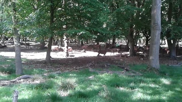 Наведался в Richmond park, посмотреть на оленей смотреть онлайн
