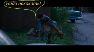 #СобачьяЖизнь Собачья жизнь #викторина