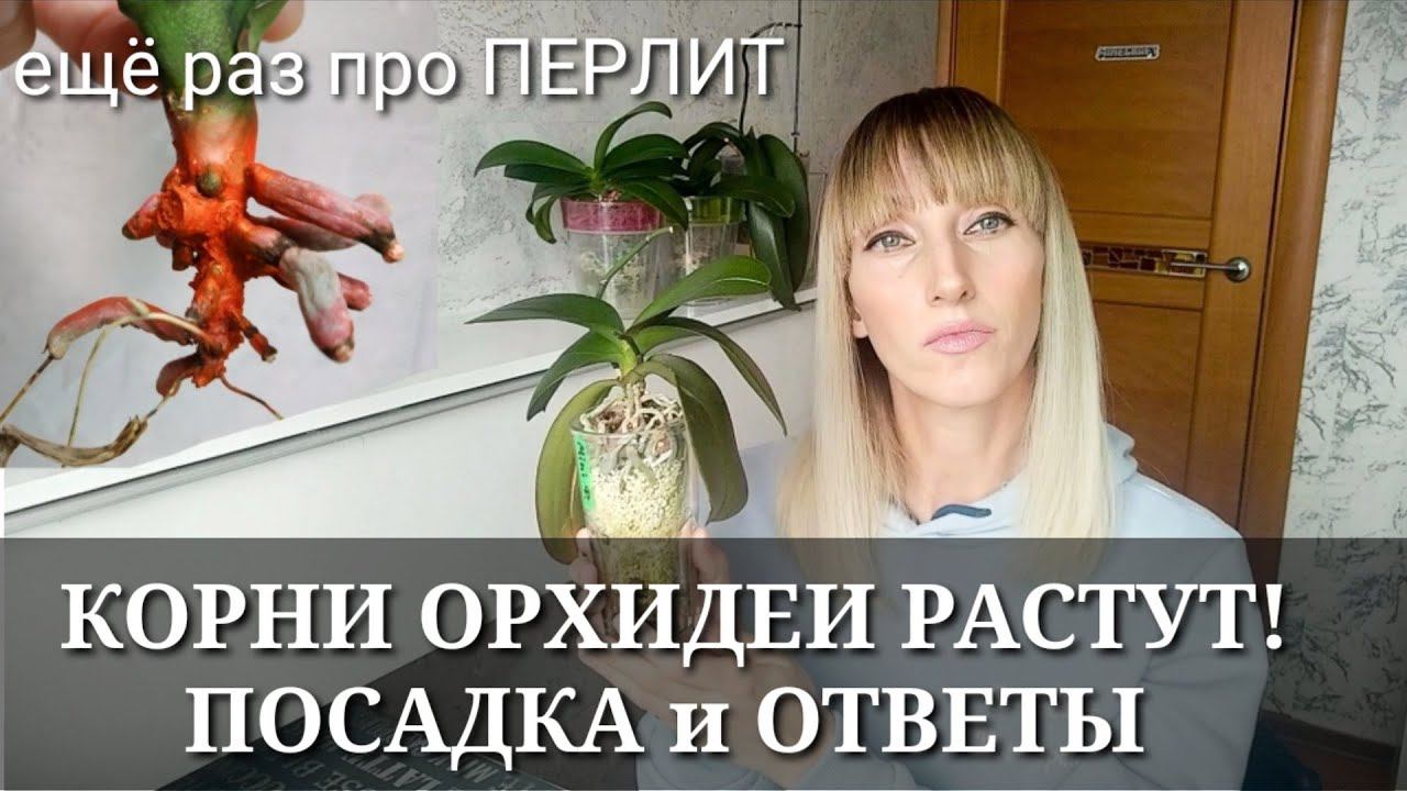 КОРНИ ОРХИДЕИ РАСТУТ в ПЕРЛИТЕ! / ПОСАДКА для НАРАЩИВАНИЯ КОРНЕЙ / Ответы на Ваши вопросы про перлит смотреть онлайн