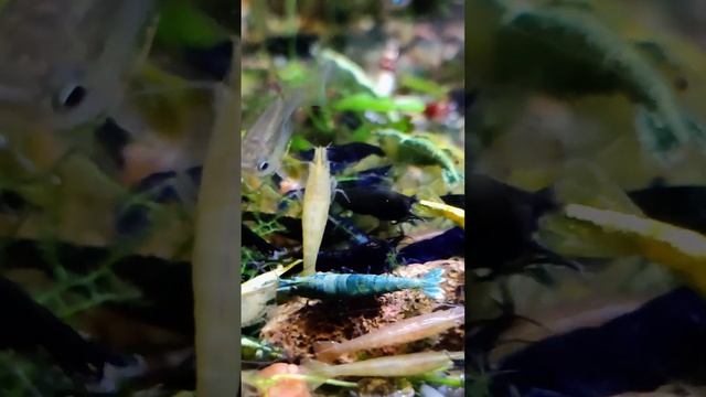 Креветки, разные / shrimps смотреть онлайн