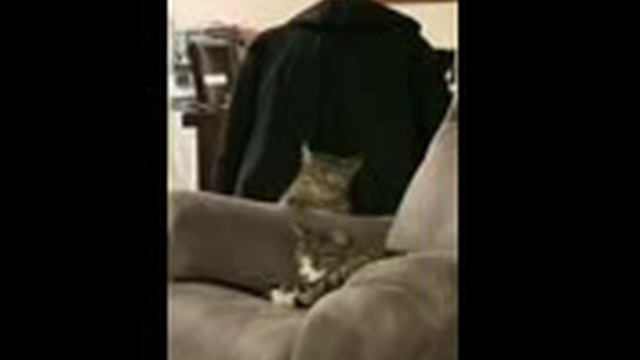 котики для тебя