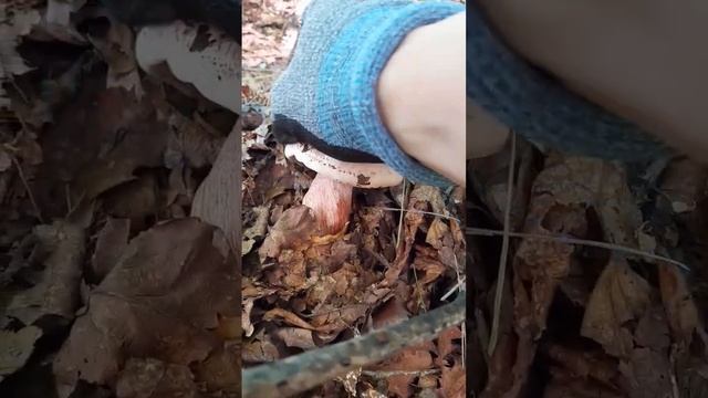 다색벗꽃버섯(밤버섯) смотреть онлайн