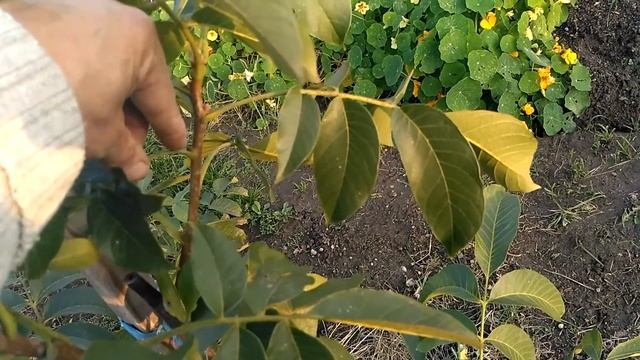 грецкий орех Песчанский 24 октября 2020