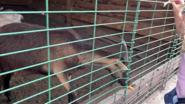 Кормим зверушек в контактном зоопарке Алтай смотреть онлайн