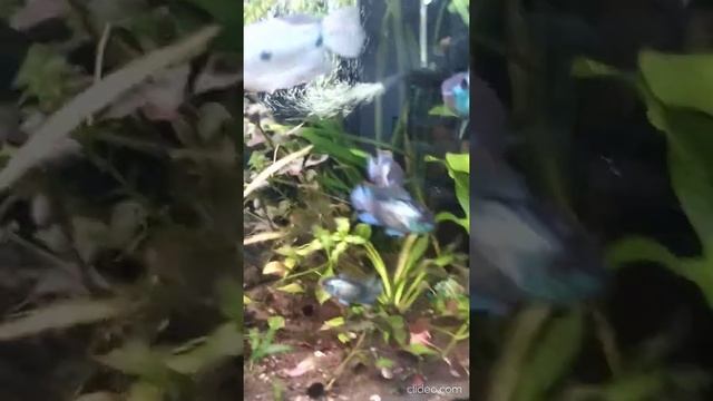 #aquarium #plant #russia #fish красивый аквариум нанакара неоновая цихлида умная. хозяина узнает смотреть онлайн
