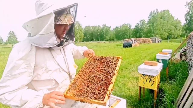 Двух рамочные нуклеусы просят расширения. Нагружаем пчел работой,ставим вощину. 6-рамочники радуют! смотреть онлайн
