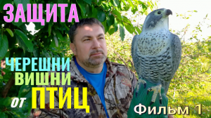 Защита ЧЕРЕШНИ от ПТИЦ. Фильм 1. Что ДЕЛАТЬ, когда Вишню и Черешню КЛЮЮТ ПТИЦЫ. «Секреты Садовода»