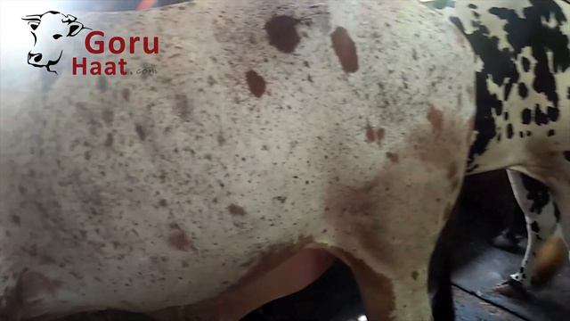 SR305 смотреть онлайн