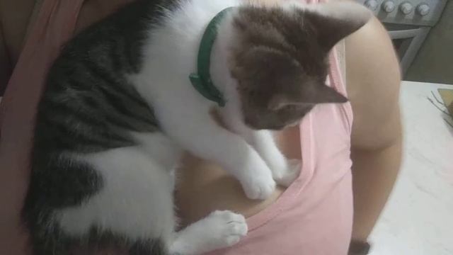 Ласковый котик смотреть онлайн