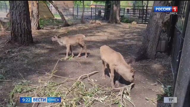 В Большереченском зоопарке выбрали имена для оленят смотреть онлайн