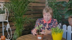 Рассада томатов ➡ Почему скручиваются и желтеют листья