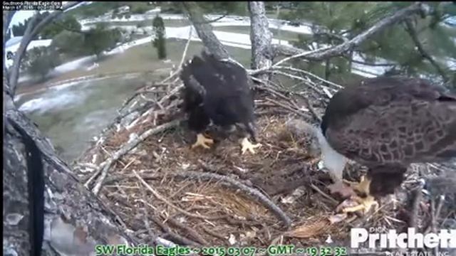 Lil Bit won't self-feed juicy fillet, Harriet feeds him well - SW Florida Bald Eagles смотреть онлайн