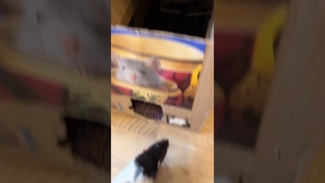 Крысы заглядывают в открытую полку. #rat #animal #крысы #животные смотреть онлайн