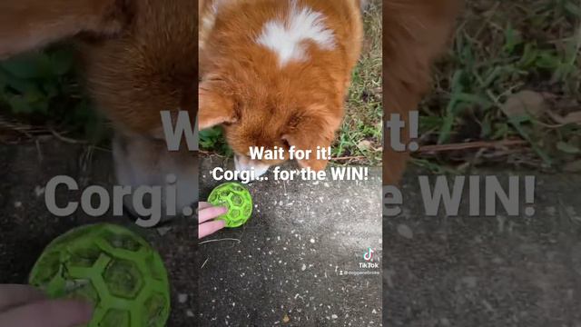 Corgi wins! #playball #dogs смотреть онлайн