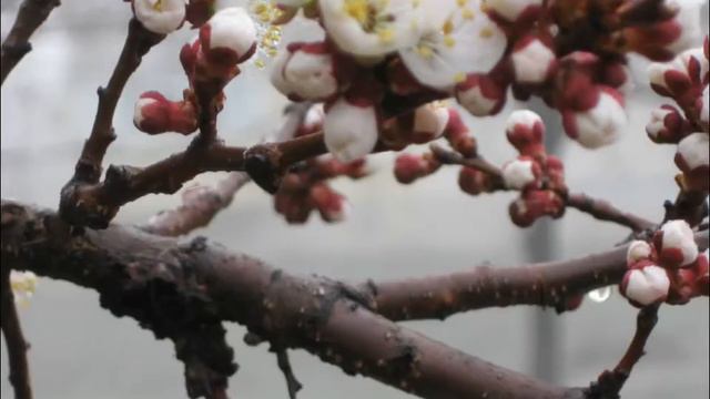Весна пришла смотреть онлайн