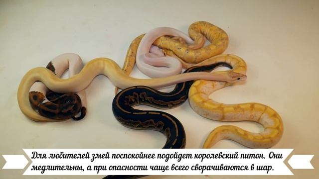 Топ 3 змеи для новичков смотреть онлайн