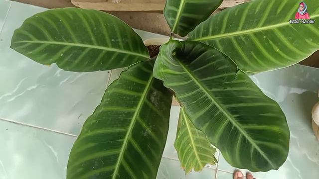 Inilah Tanaman Hias Calathea Jungle Velvet смотреть онлайн