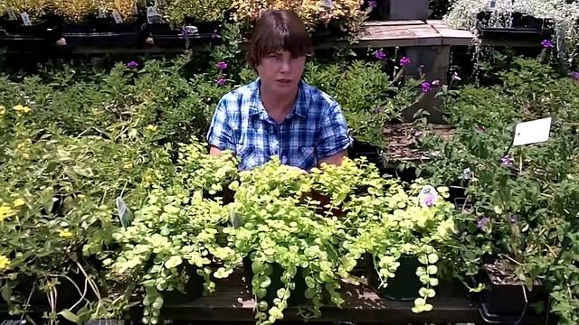Creeping Jenny - A Beautiful Ground Cover ( Lysimachia nummularia) смотреть онлайн