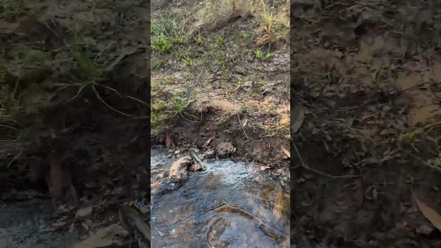 Life of fish along the river in the forest #fish #video #toad #rainfrog #gold смотреть онлайн