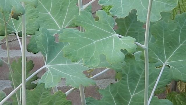 Macleaya cordata смотреть онлайн