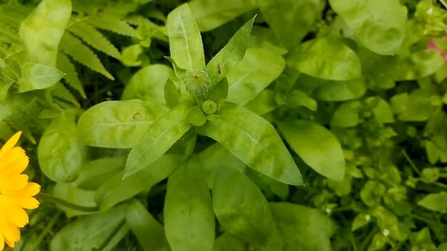 Дороникум желтый ромашка. Крупнолистный. Doronicum смотреть онлайн