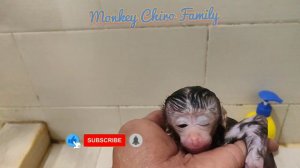 Newborn Baby Monkey Chika Getting ready to go out with grandma (CHIRO #172)