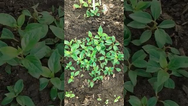 "ПАНАТЕЛЛА" НАЧУДИЛА/ЧТО Я С НЕЙ СДЕЛАЛА/ОМСК/16.08.23 смотреть онлайн