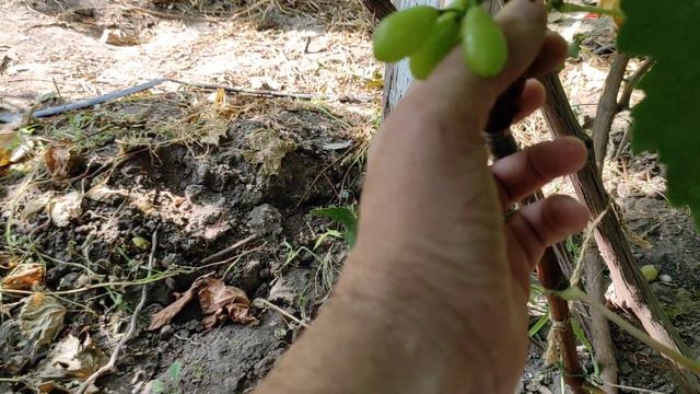 ЛАМБОРДЖИНИ созревание, сигналка на прививке 2020 года, виноград Теплова Татьяна Теплов Дмитрий смотреть онлайн