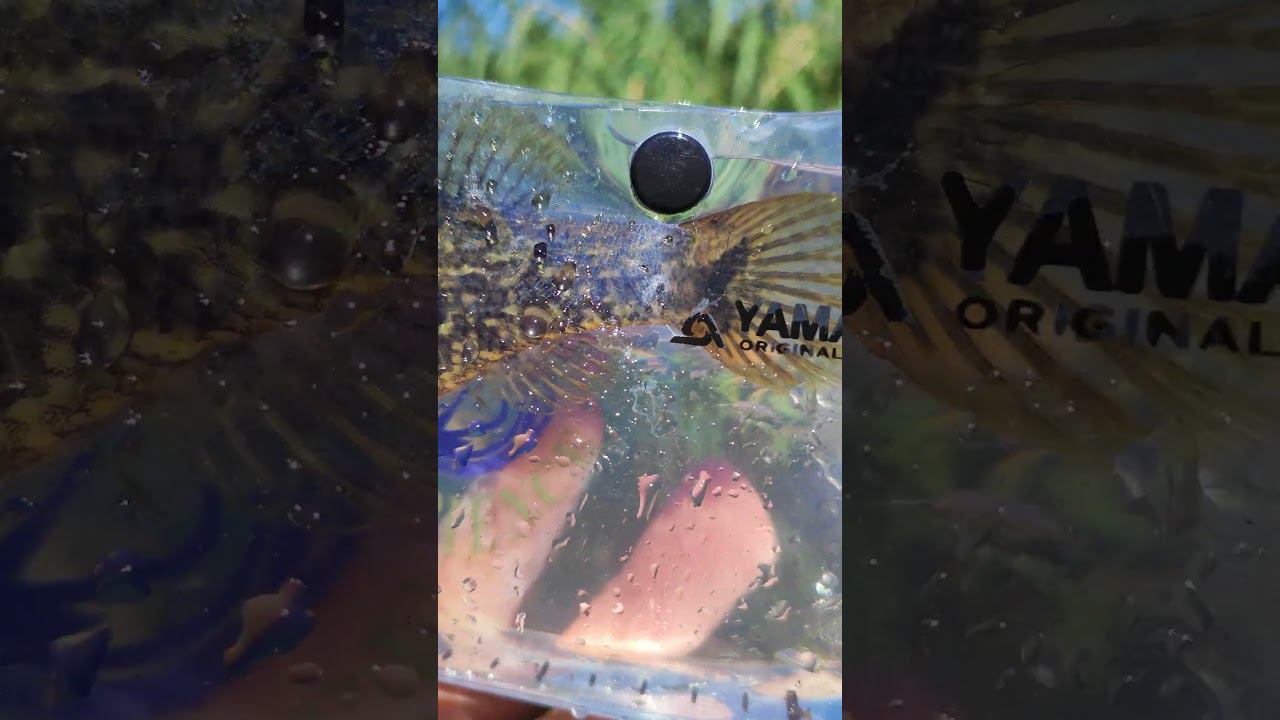 #мормышинг | Ротан - красивая рыба! | смотреть онлайн