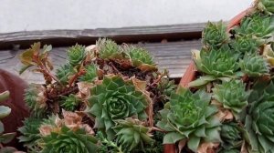 Каменные суккуленты. Суккулент каменная роза - молодило.