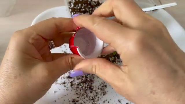 Отделение деток тугодумов от материнского листа/Separating of slow growing babies from mother leave смотреть онлайн