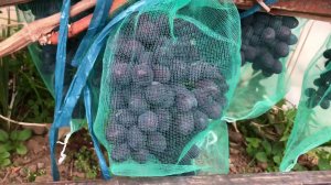 Виноград Чёрный монарх СК-28