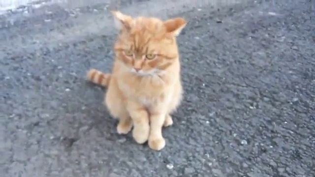 Рыжий уличный кот - не легкая жизнь на улице... смотреть онлайн