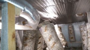 Помещение для выращивания вешенки