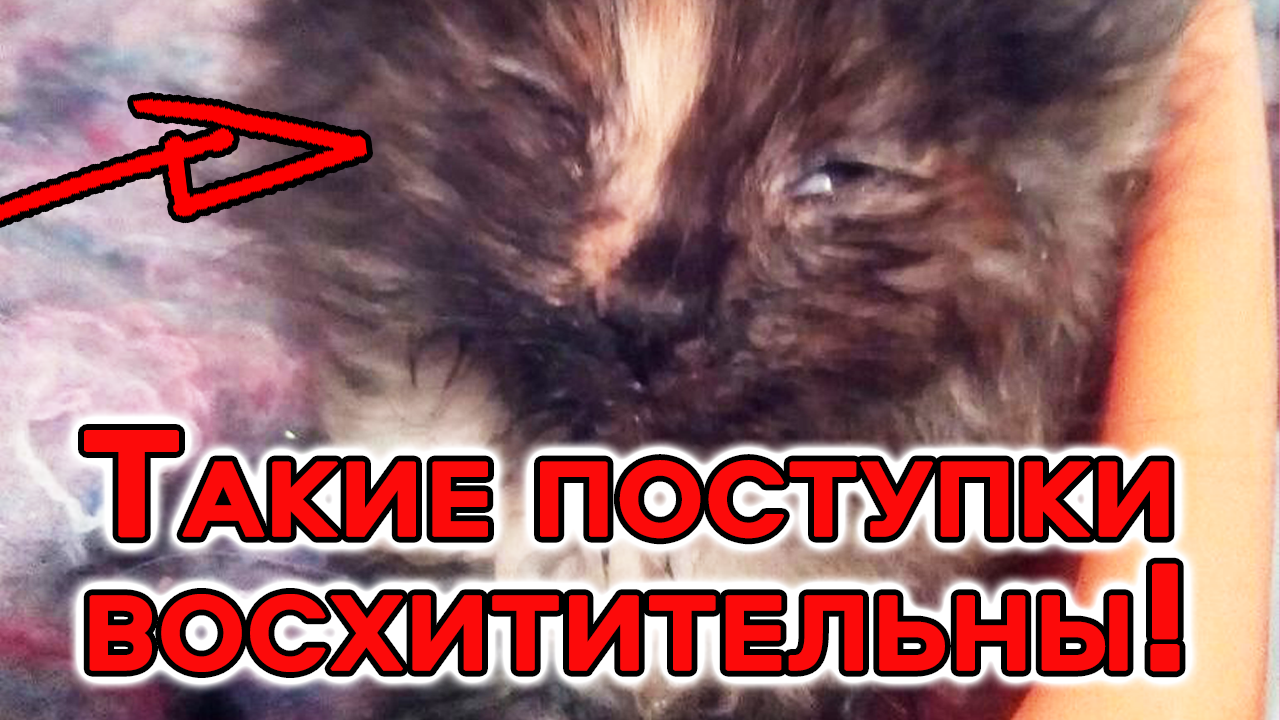 Тощие котята плакали в электричке, но только два человека обратили на них внимание смотреть онлайн