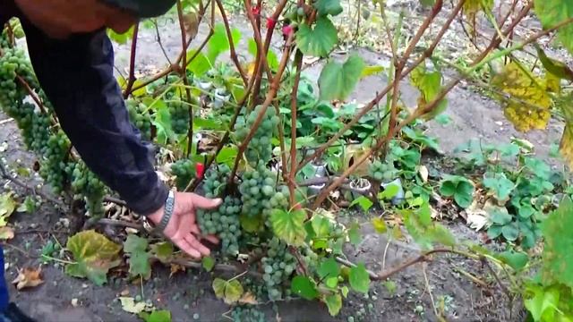 "СЕНЕКА" - универсальный не укрывной устойчивый сорт винограда! смотреть онлайн